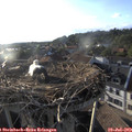 19_20-nest.jpg