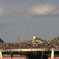 19_25-mast.jpg