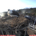 19_30-nest.jpg