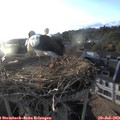 19_35-nest.jpg