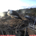 19_40-nest.jpg
