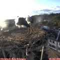 19_45-nest.jpg