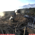 19_50-nest.jpg