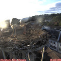 19_55-nest.jpg