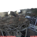 20_05-nest.jpg