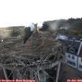 20_10-nest.jpg