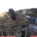 20_15-nest.jpg