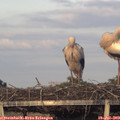 20_20-mast.jpg