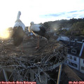 20_30-nest.jpg