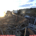20_35-nest.jpg