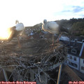 20_40-nest.jpg