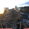 20_45-nest.jpg