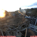 20_50-nest.jpg