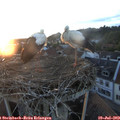 20_55-nest.jpg
