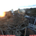 21_00-nest.jpg