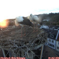 21_05-nest.jpg