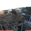 21_10-nest.jpg