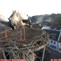 05_45-nest.jpg