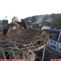 05_50-nest.jpg