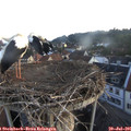 05_55-nest.jpg