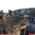06_05-nest.jpg