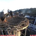06_10-nest.jpg
