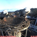 06_30-nest.jpg