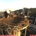 06_35-nest.jpg