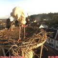 06_40-nest.jpg