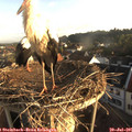 06_45-nest.jpg