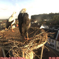 06_50-nest.jpg