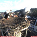 06_55-nest.jpg