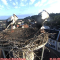 07_00-nest.jpg