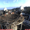 07_05-nest.jpg