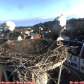 07_10-nest.jpg
