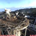 07_15-nest.jpg