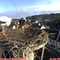 07_20-nest.jpg