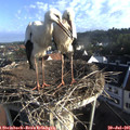 07_35-nest.jpg
