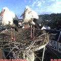 07_40-nest.jpg