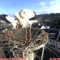 07_45-nest.jpg