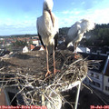 07_50-nest.jpg