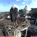 08_00-nest.jpg