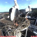 08_05-nest.jpg