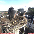 08_10-nest.jpg