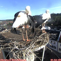 08_15-nest.jpg