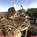 08_20-nest.jpg