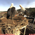 08_25-nest.jpg