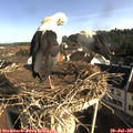 08_30-nest.jpg