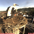 08_40-nest.jpg