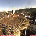 08_50-nest.jpg